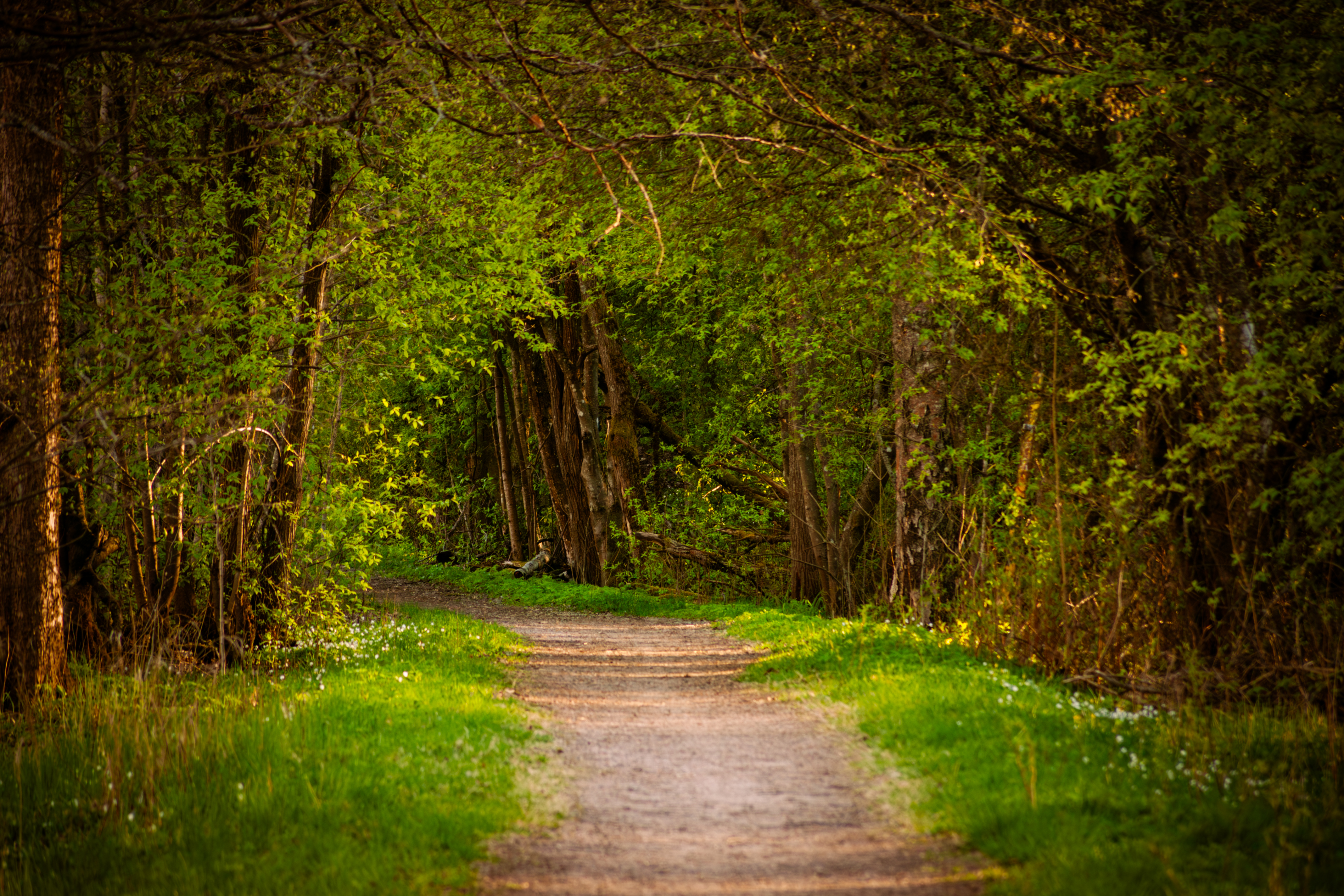 Sunlit dirt path through a green deciduous forest in spring
